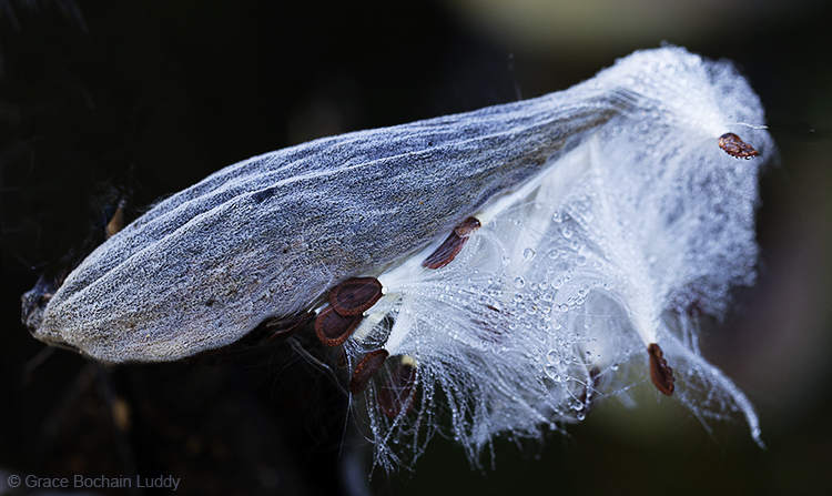 This is a milk weed pod at the fish hatchery.