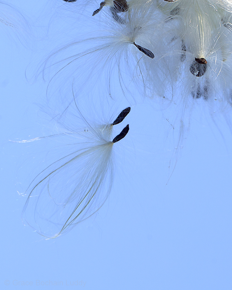 These are two seeds together when a soft breeze was coming, getting ready to fly.