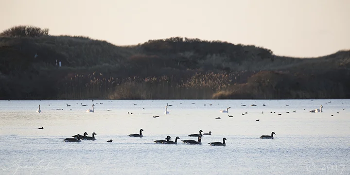 All the different kinds of waterfowl, hanging out, acting like one species. See how the swans are evenly spaced, like they're playing defense? Seals do that too.
