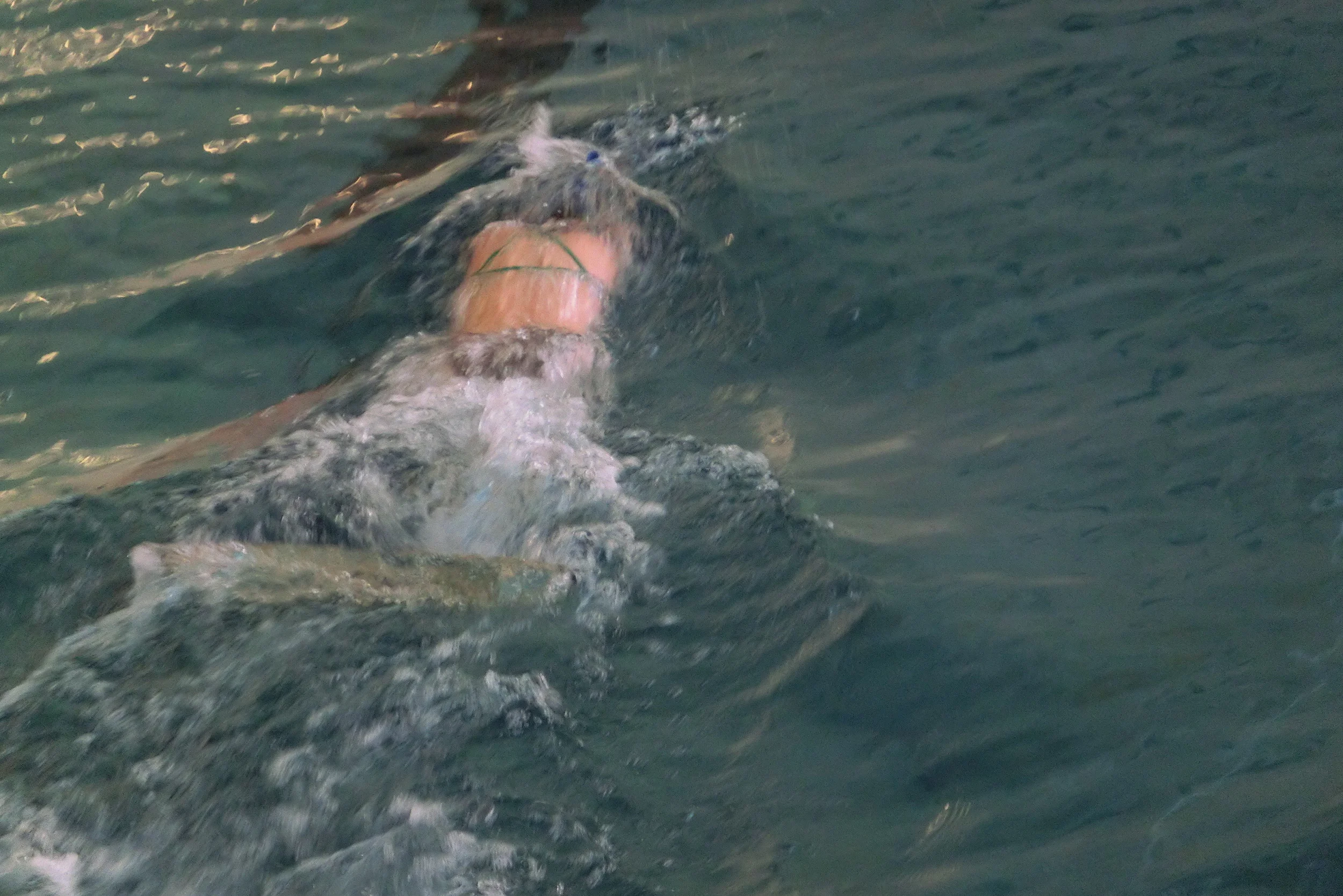 Österreichische Staats- & Jugendmeisterschaft 29./30.5.2015 - Südstadt