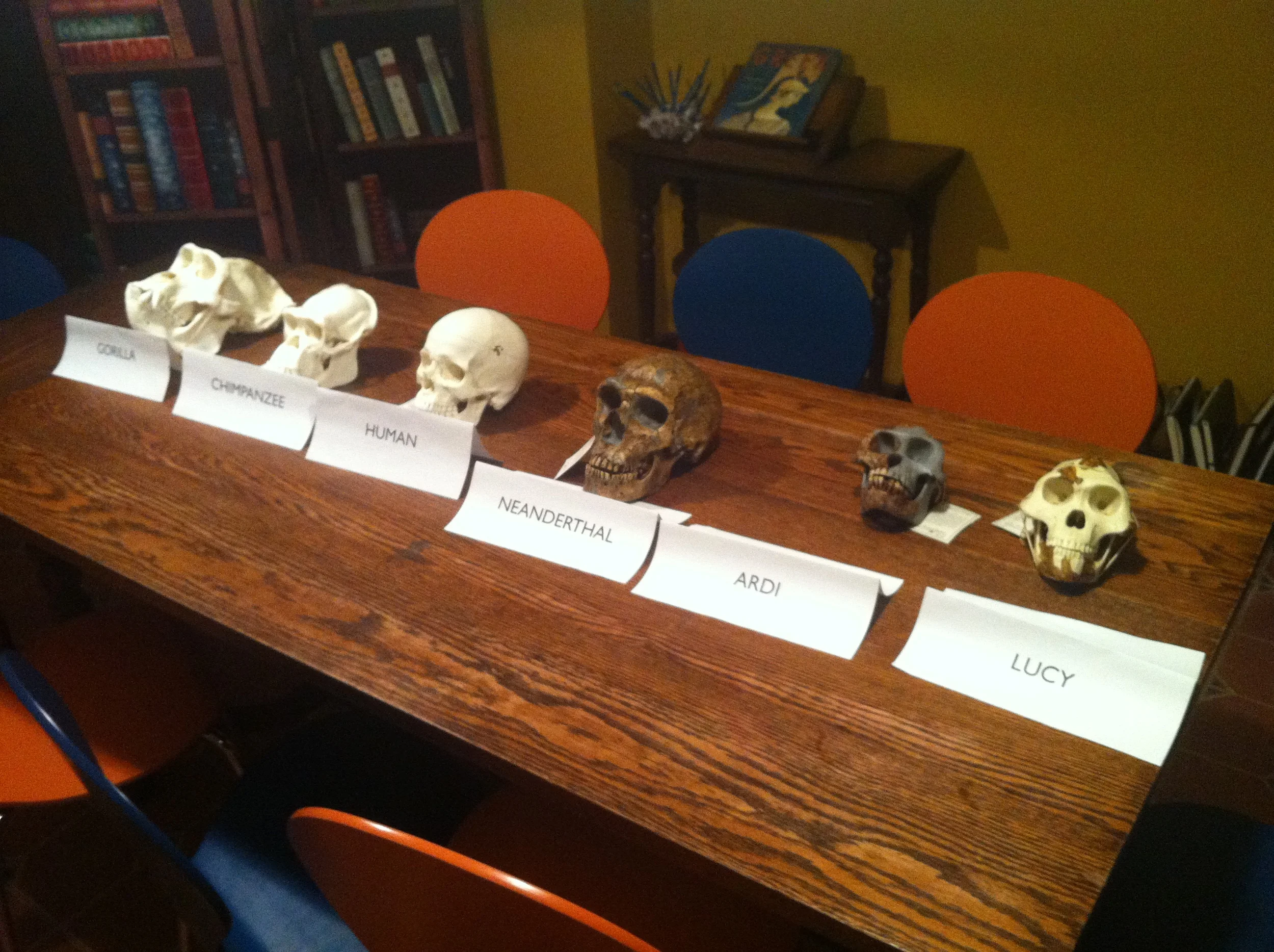 Cogitania_Primate_Humanoid_Skulls_Compared_4.jpeg