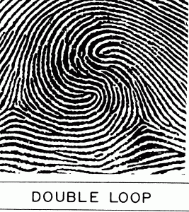 Cogitania_doubleloop.gif