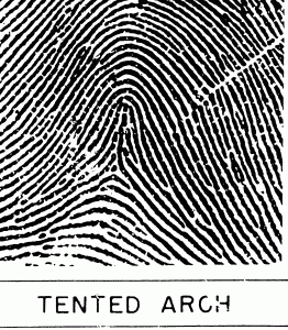 Cogitania_tentedarch.gif