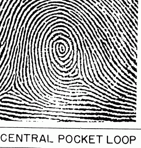 Cogitania_centralpocketloop.gif