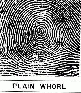 Cogitania_plainwhorl.gif