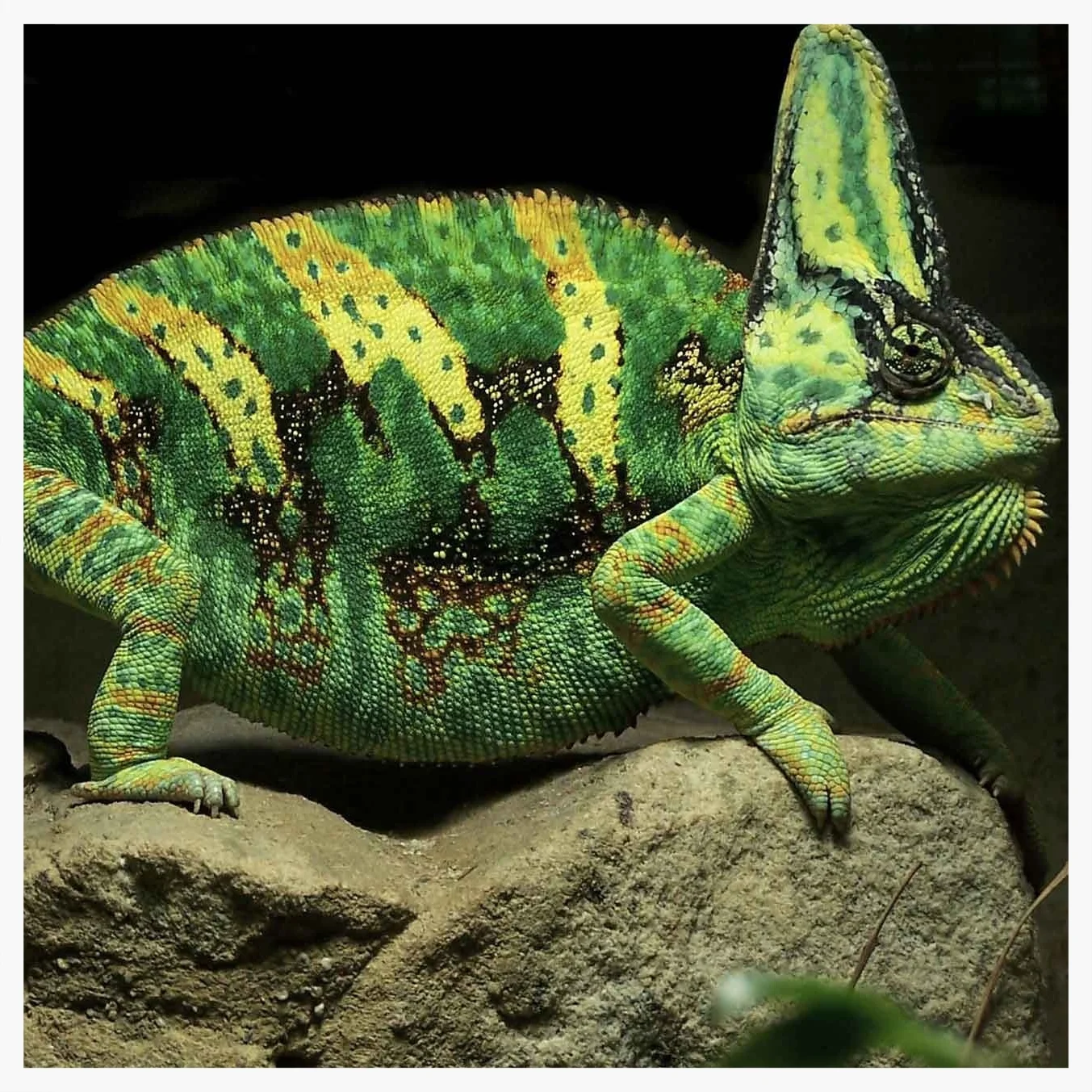 Cogitania_Chameleon.jpg