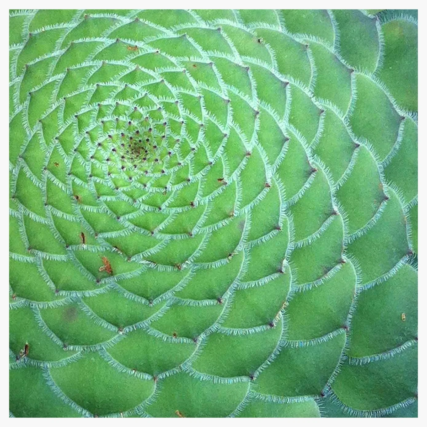 Cogitania_Nature_Aeonium_Tabuliforme.jpg