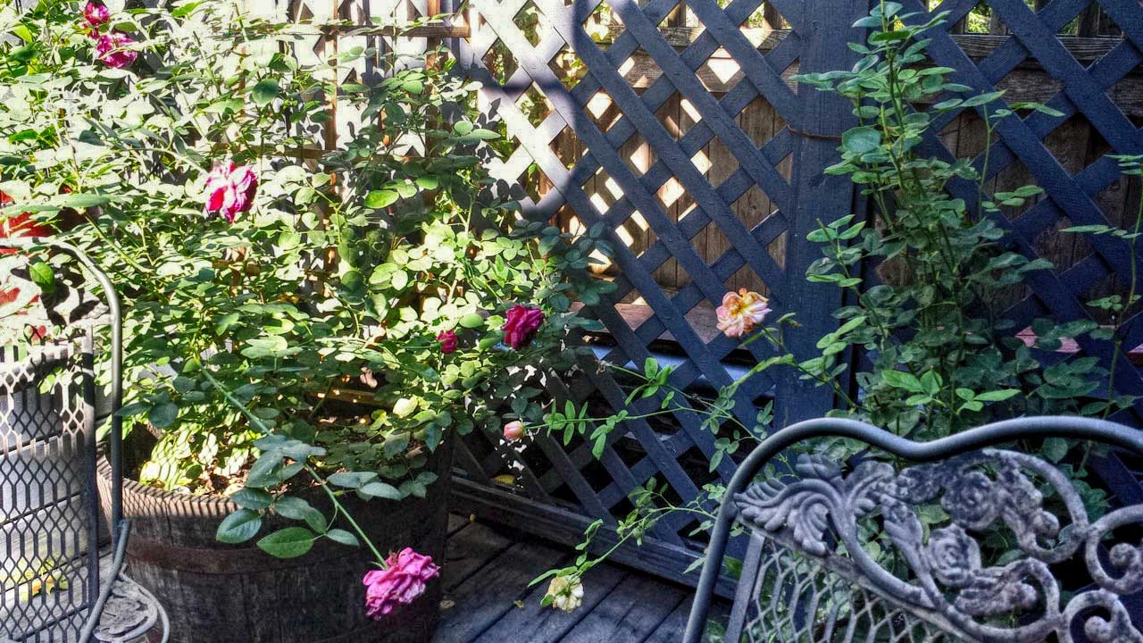 Botany, cultivating your space