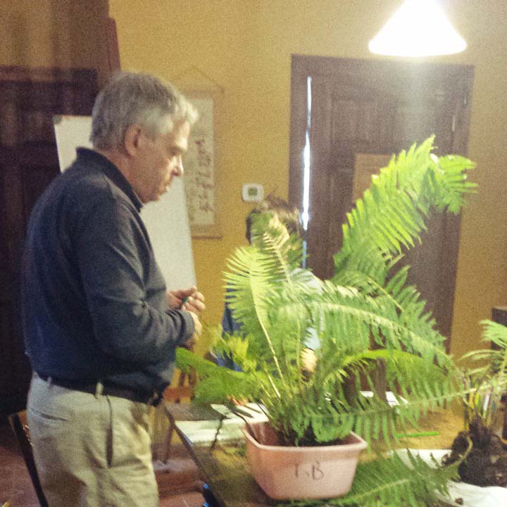 Plant Extinction and Ferns 