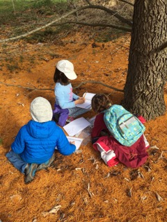 Conifers at the Arnold Arboretum