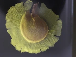 Seeds Traveling Through Nature