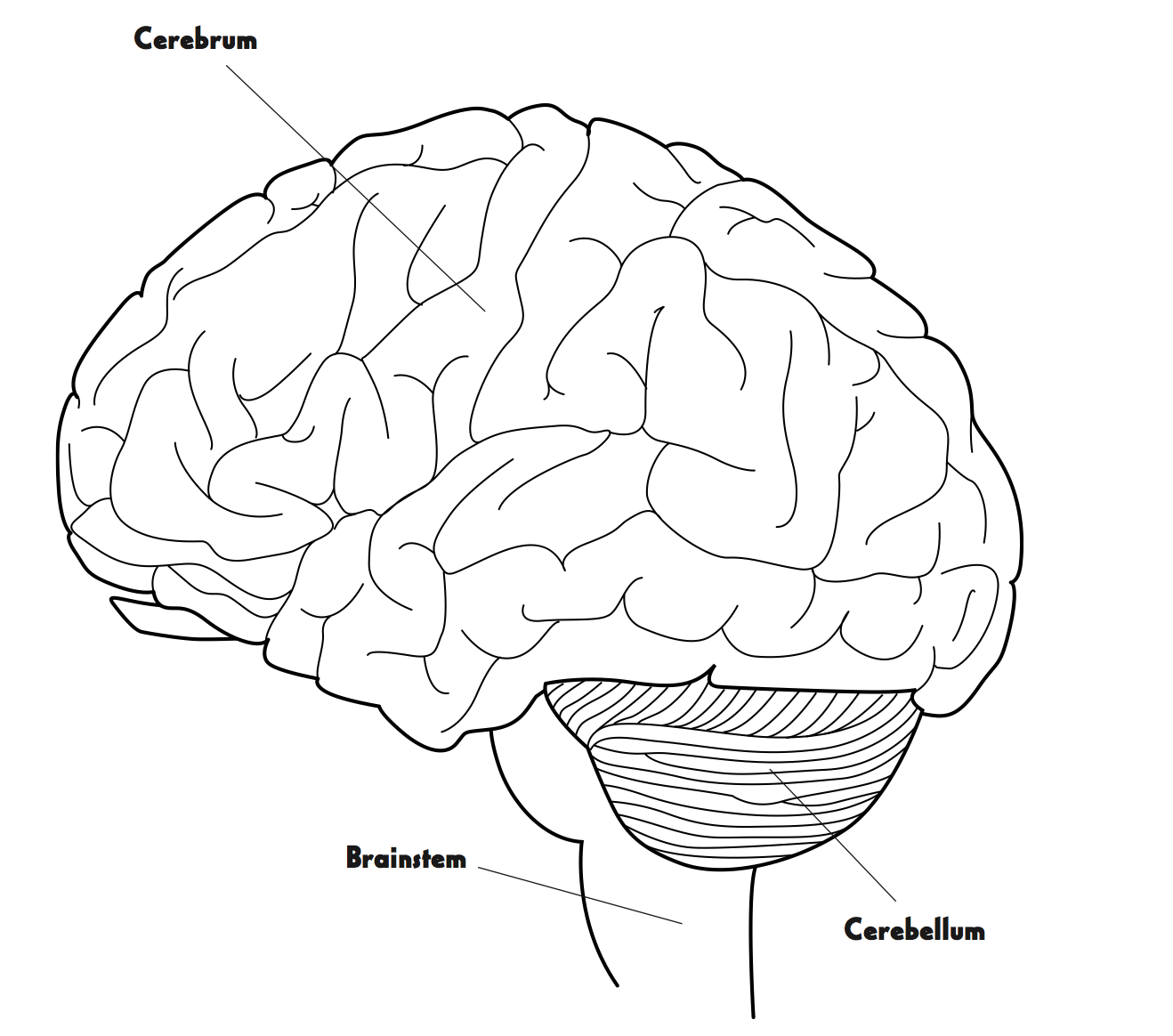 Download the Brain PDF
