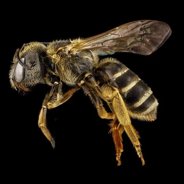 The Social Brains of Honey Bees – An Evening at Cogitania. Jan. 10 '17.