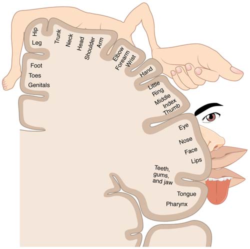 the visual system – summary for Tuesday's session Psychology of Consciousness