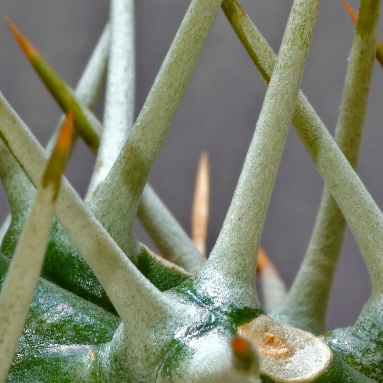 How Plants Protect Themselves and Famous Women Botanists