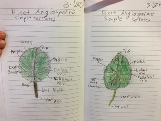 Post Workshop Blog for 3/18/2017