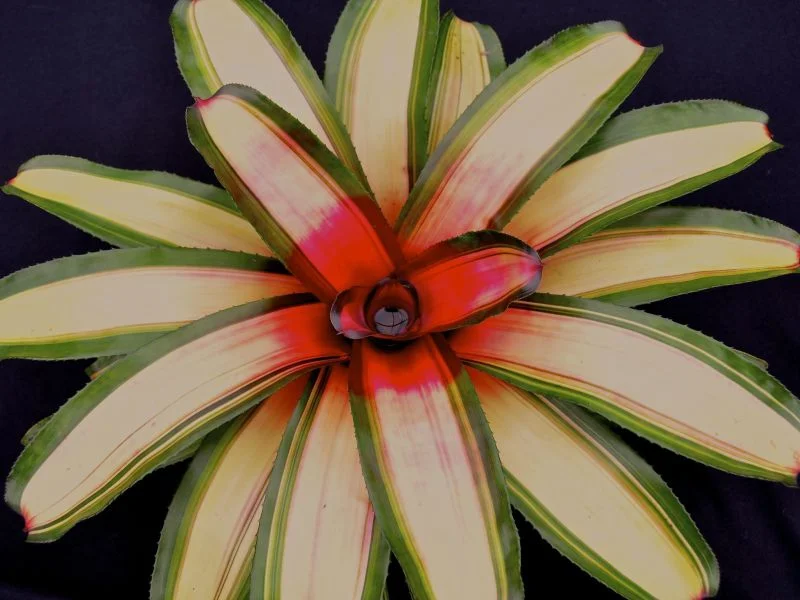 Plant Identification in the Field