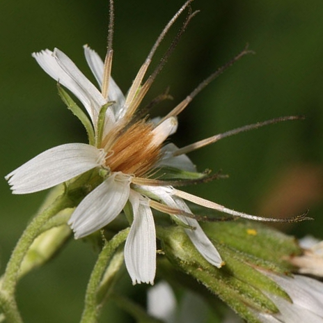 Plant Identification and Classification in the Lab