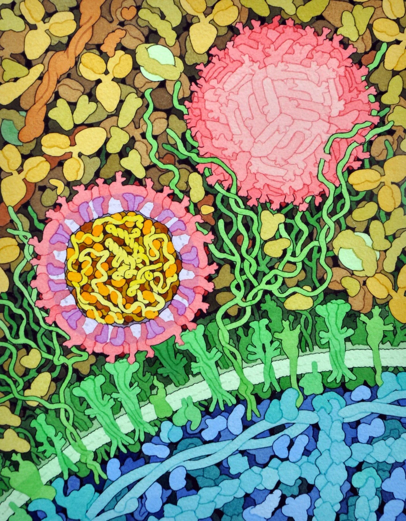 For more than 25 years, biologist David Goodsell has been making scientifically accurate paintings and illustrations of the molecular structures of things related to HIV, cancer cells, ebola, Zika, diabetes, proteins, enzymes, and hundreds of other scientific and medical processes.View more of David’s beautiful and freely available works