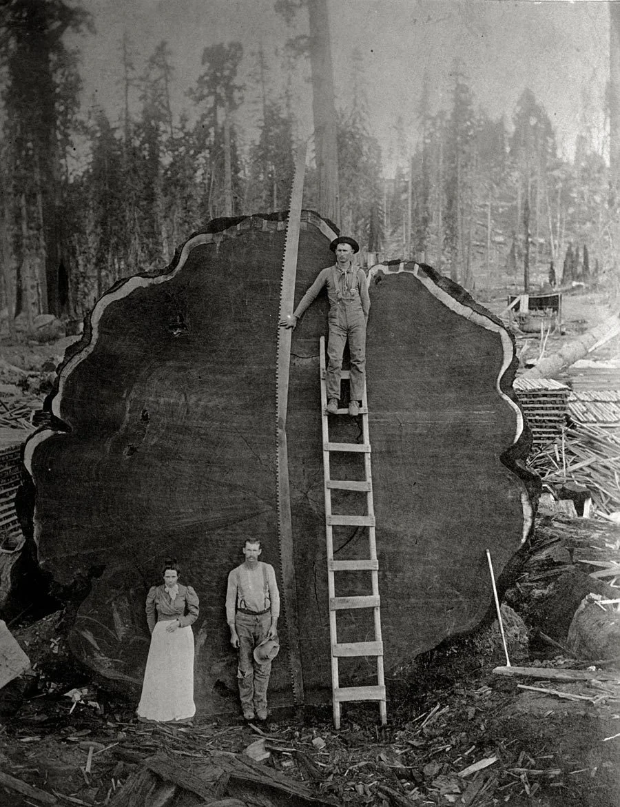 Loggers and the giant Mark Twain redwood cut down in California, 1892