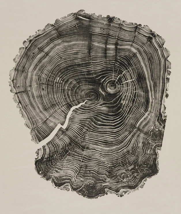 tree_1.jpg
