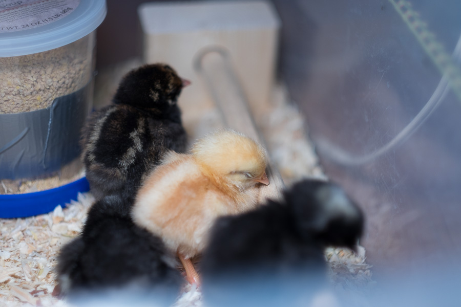 Chicks-05.jpg