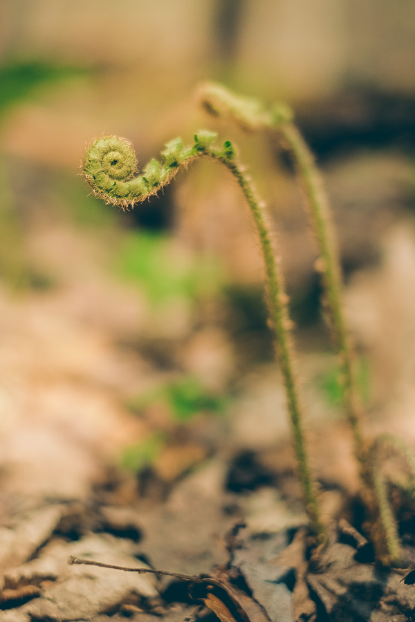 Lake_metroparks_hike-07.jpg