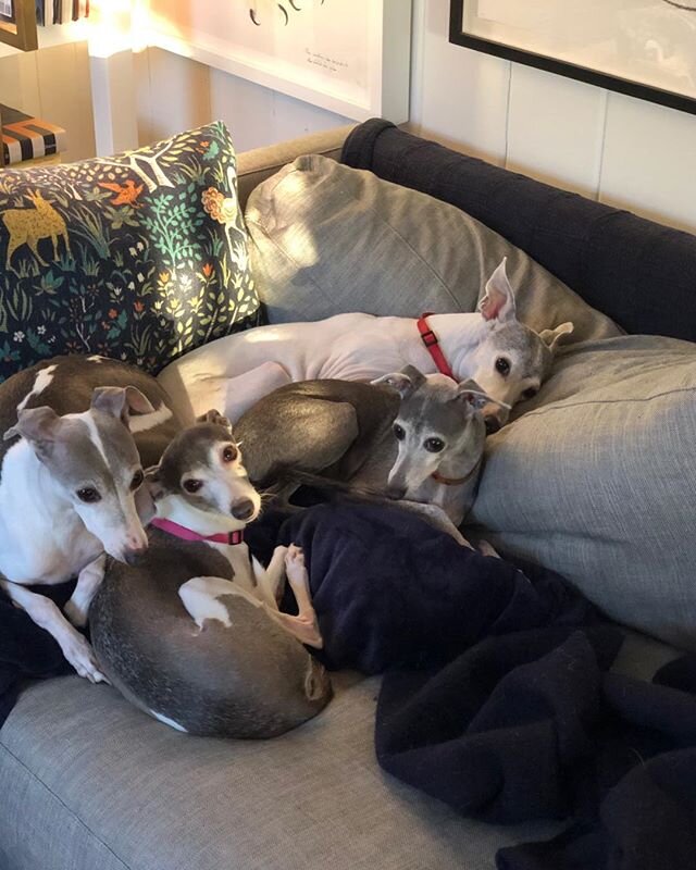 Support Group (Valupe, Bella, Ava, and Beau) #igrescue#fdesign#home#italiangreyhounds#love
