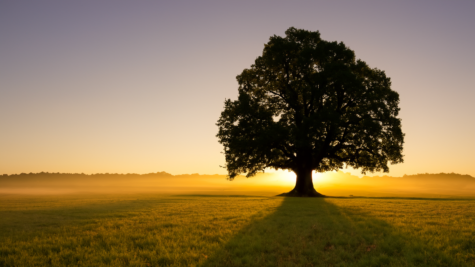 Oak Tree Sunrise 2.png