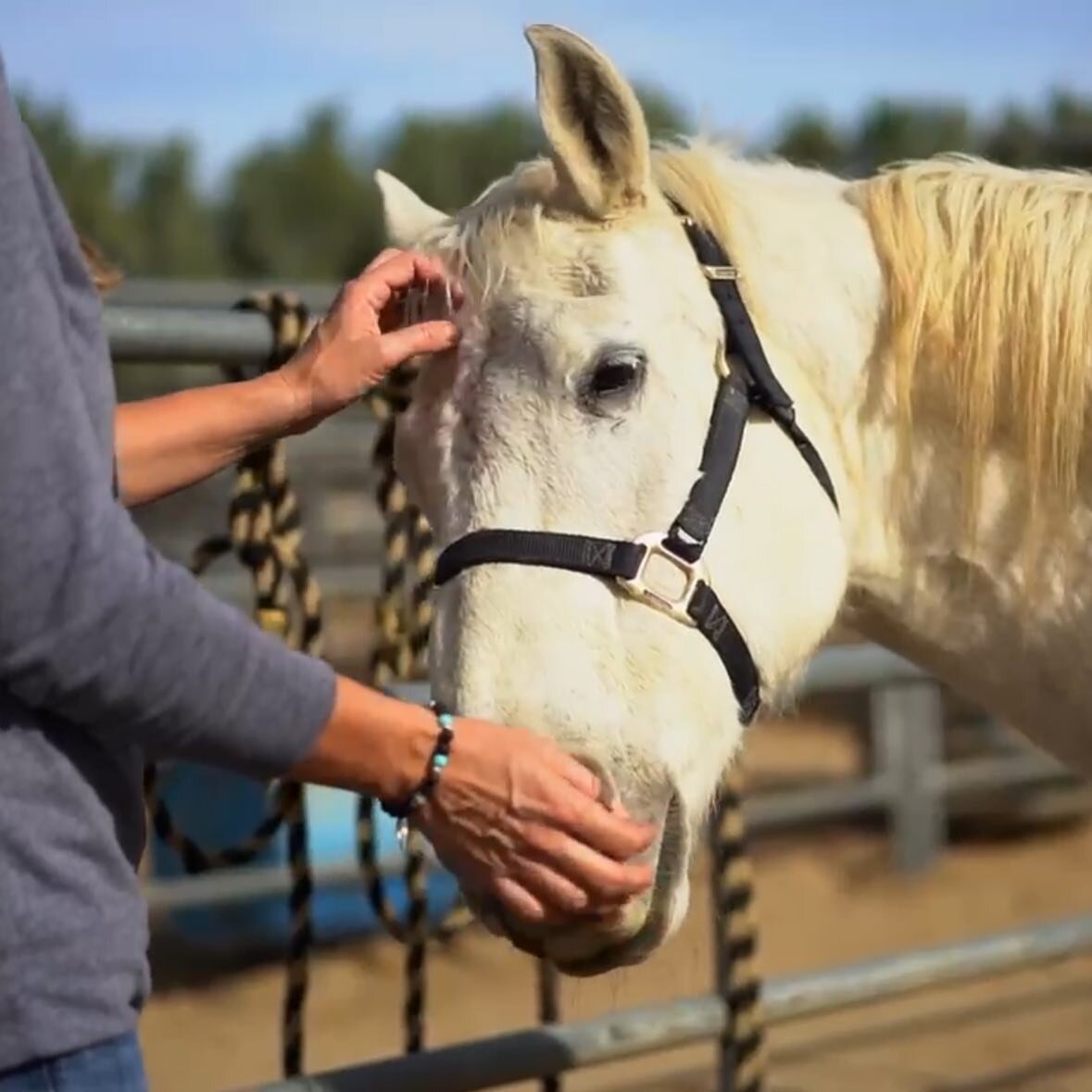 Our Equine Growth &amp; Learning is Back! 
Make sure to reserve your spot for our public Equine Growth &amp; Learning Group on March 24, 2 - 4 PM

To Book:
- Click #linkinbio 
- Click #booknow tab
- Select #equinetherapy 
- Book in for Friday, March 