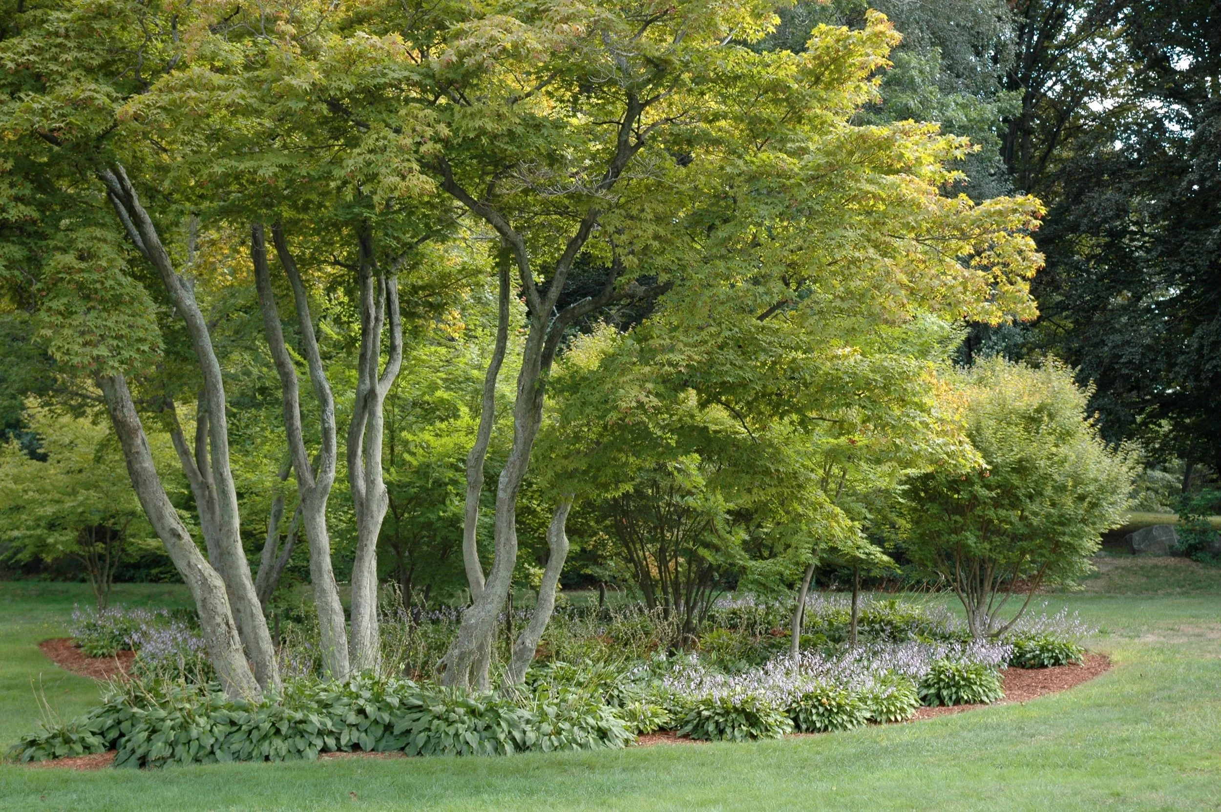 Japanese Maples, Fort Hill, Lowell
