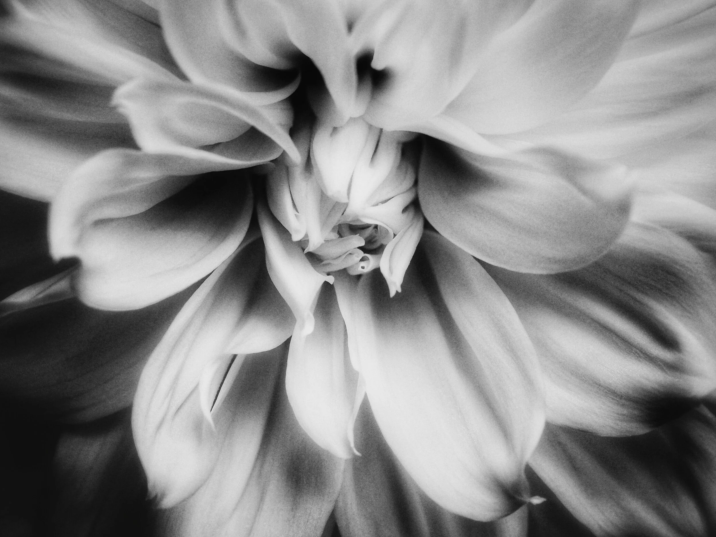 Dahlia #6