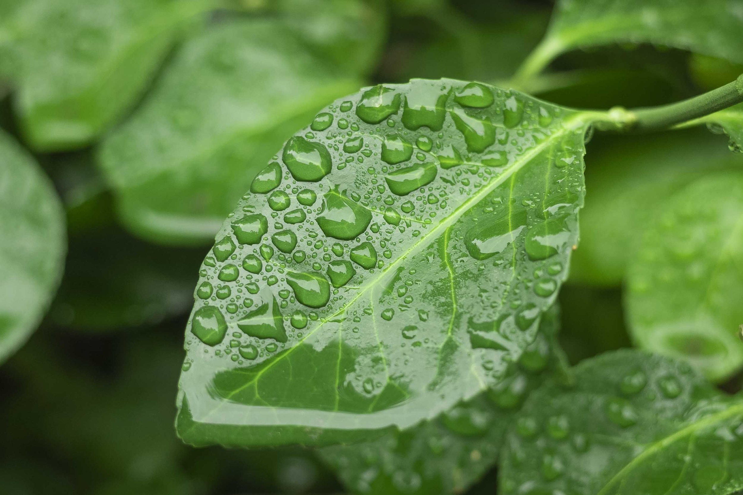  Raindrop sit onto of a leaf. 