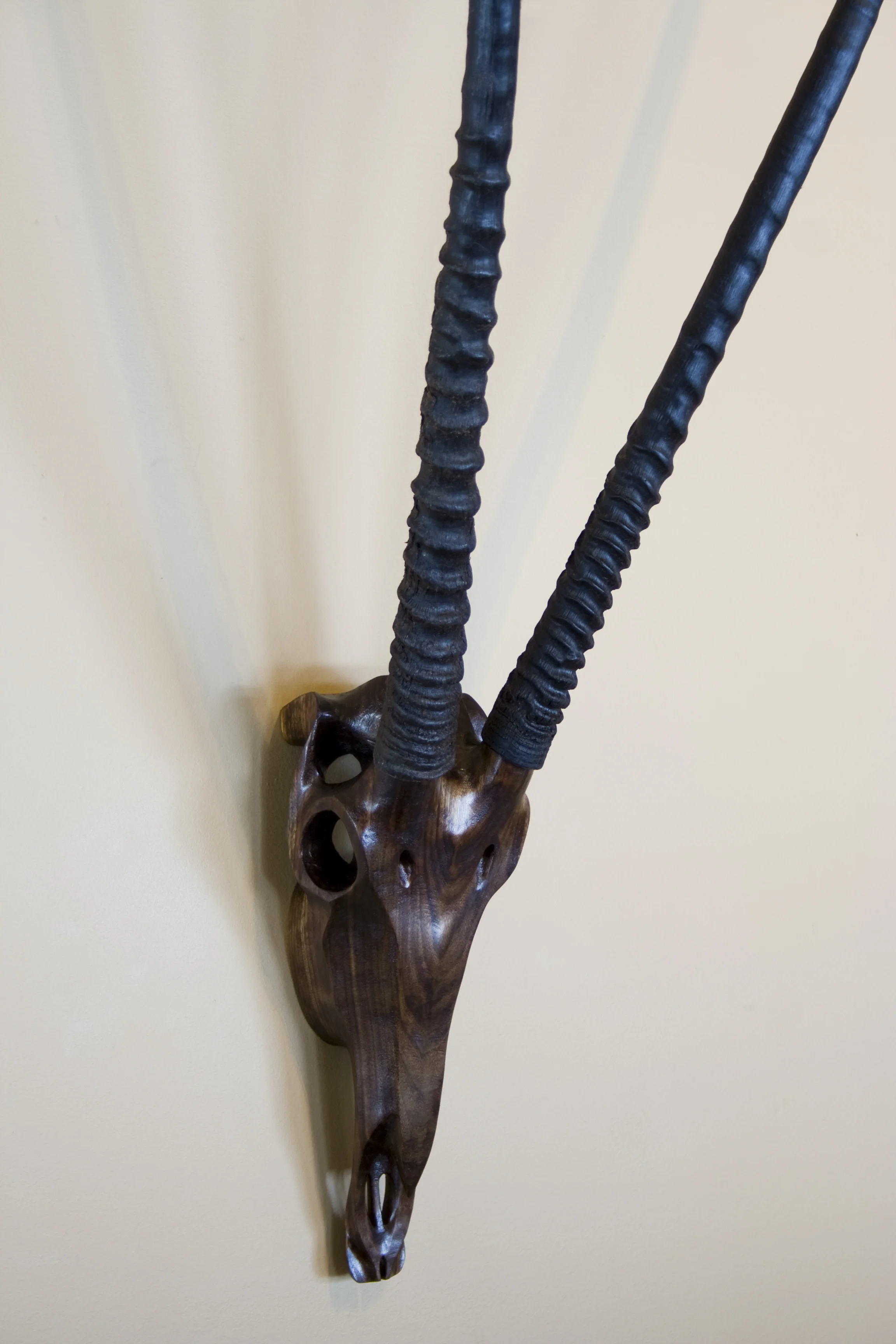 Black Walnut Gemsbok II