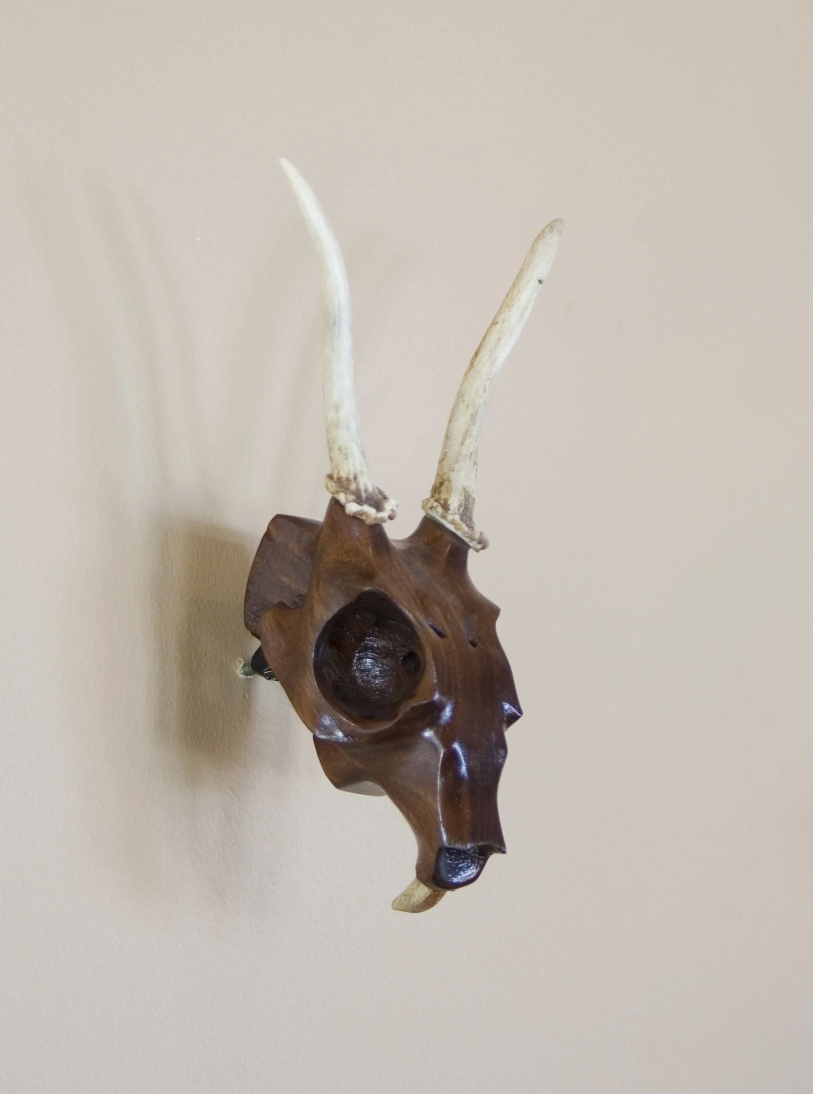 Black Walnut Jackalope with Maple Teeth