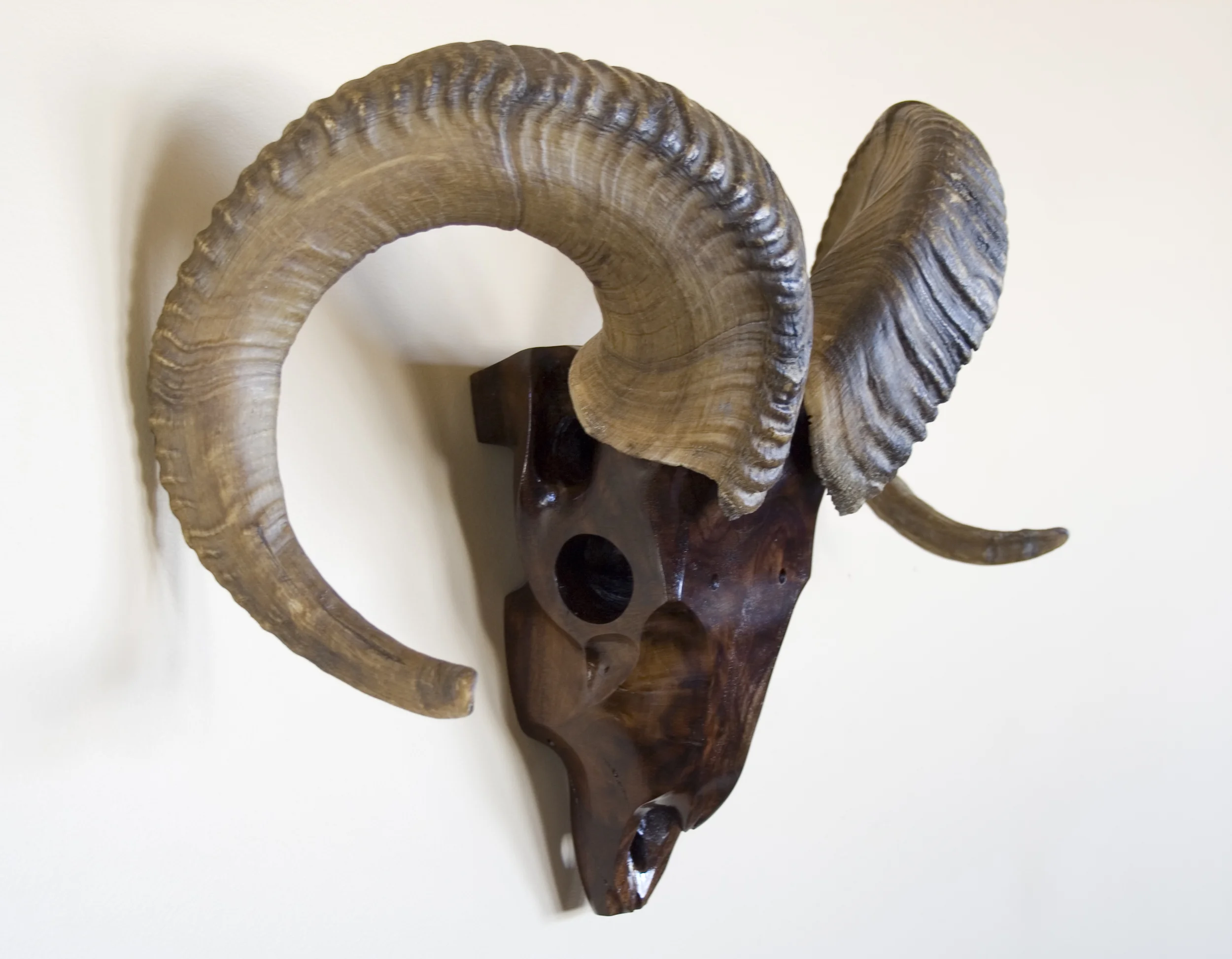 Claro Walnut Burl Dall Sheep