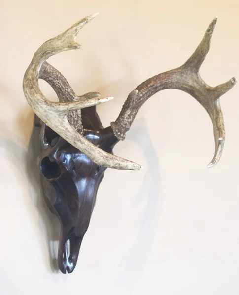 Black Walnut Whitetail