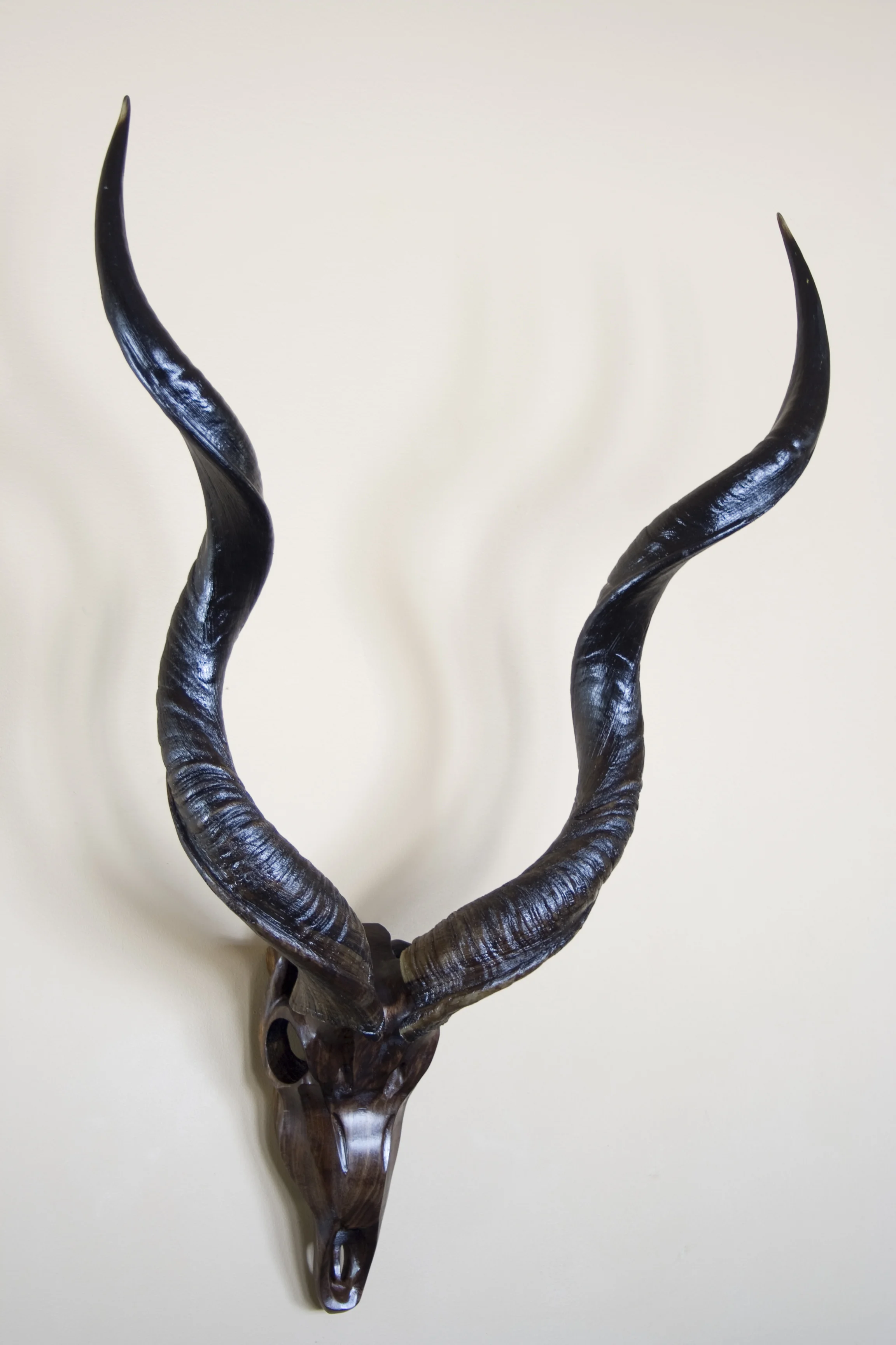 Black Walnut Kudu