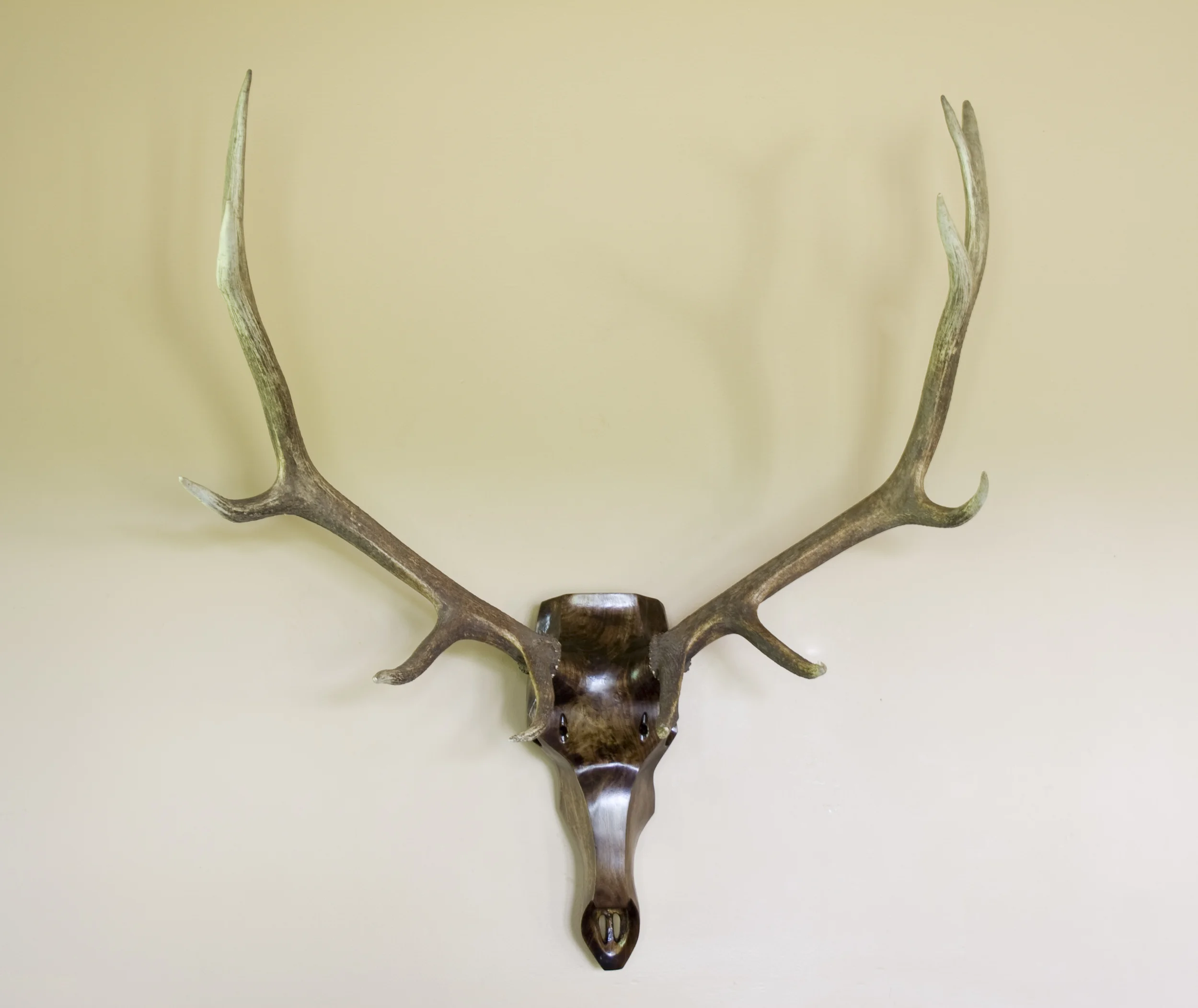 Black Walnut Elk