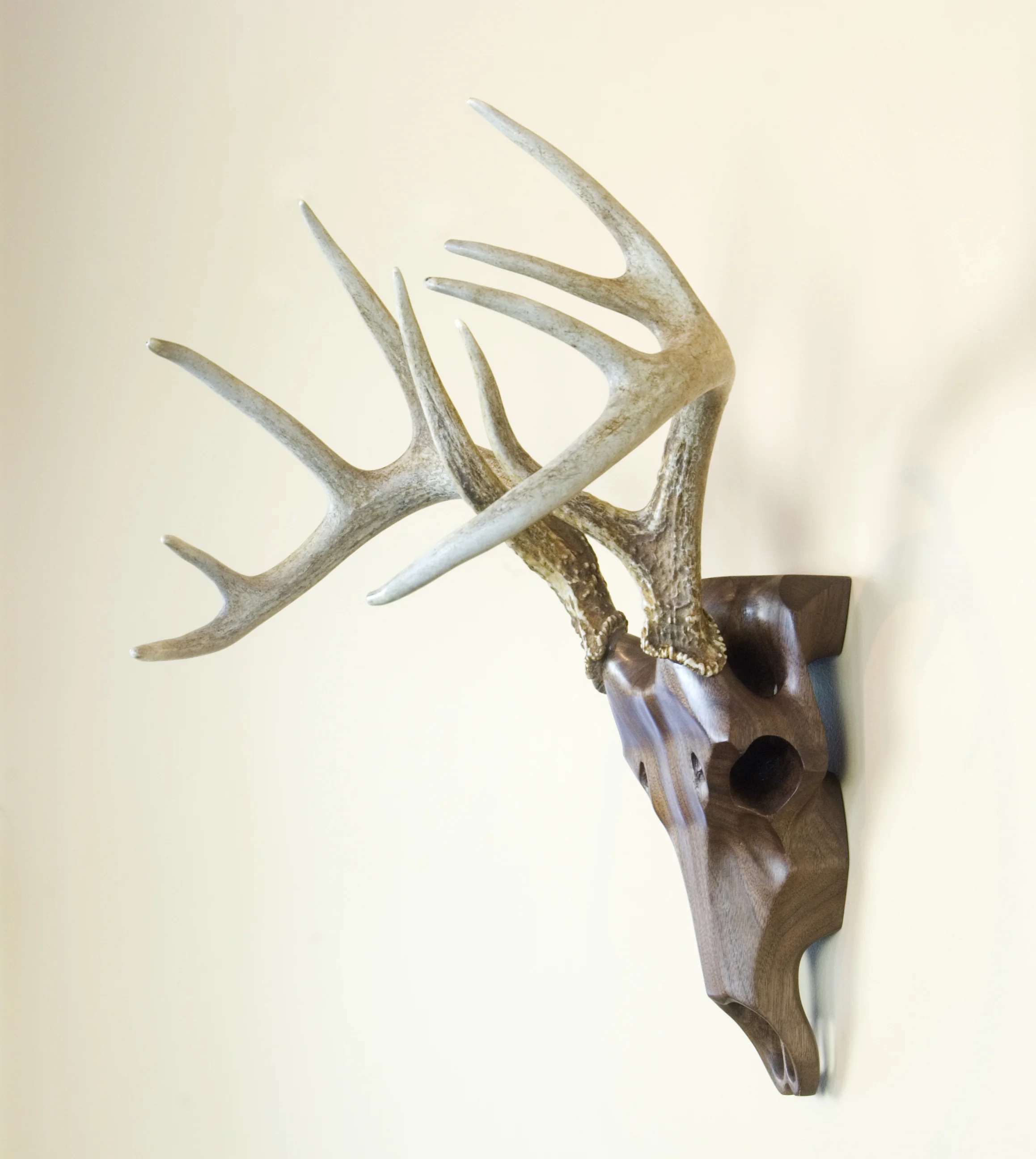 Black Walnut Whitetail