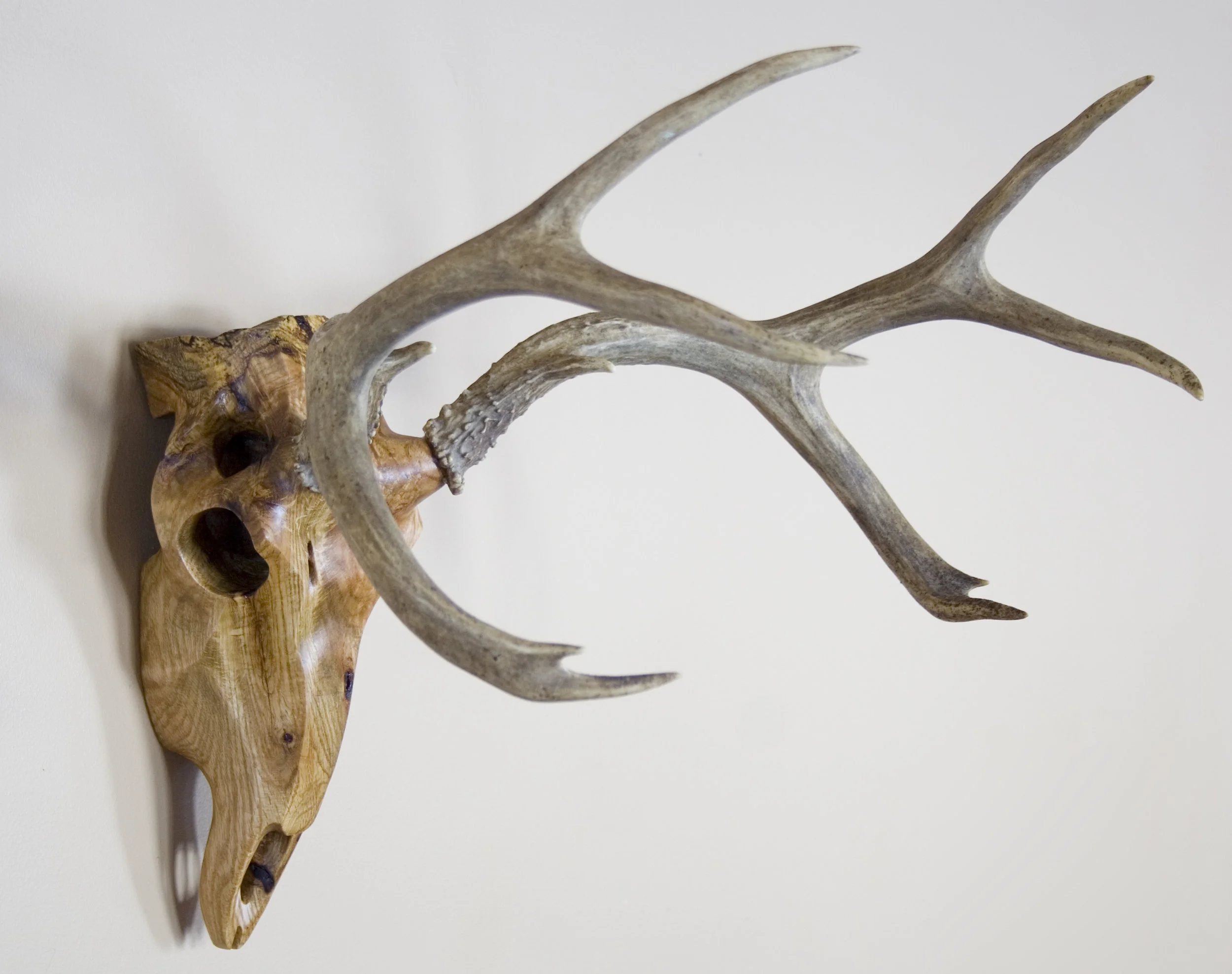 Red Oak Mule Deer