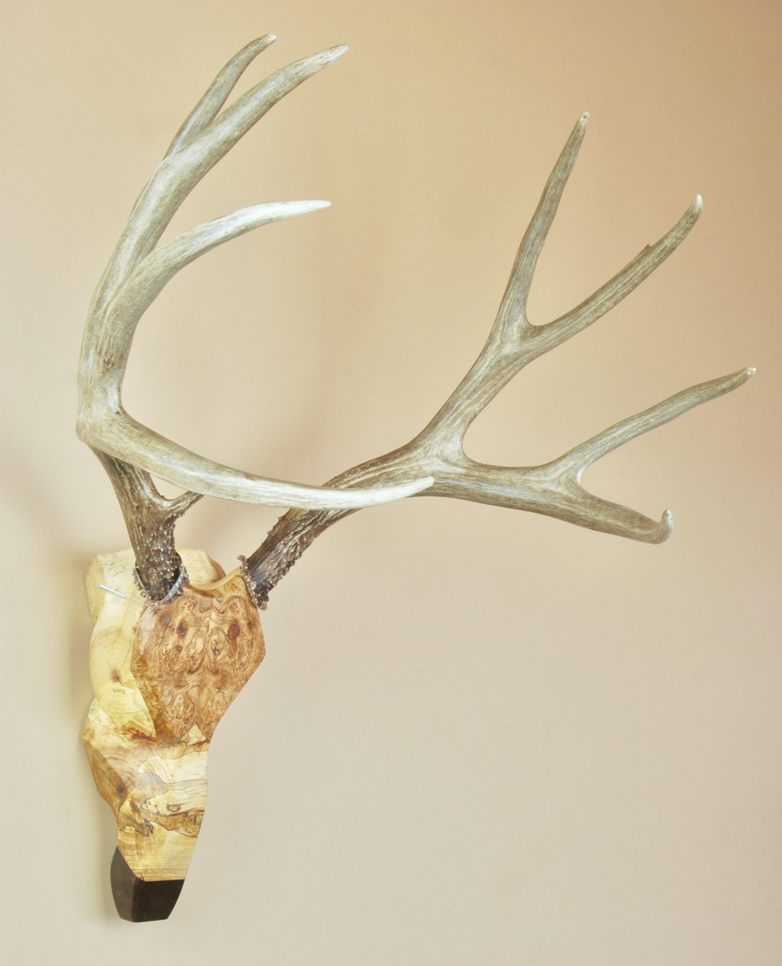 Stacked Cherry Burl, Spalted Box Elder, Claro Walnut Burl Mule Deer