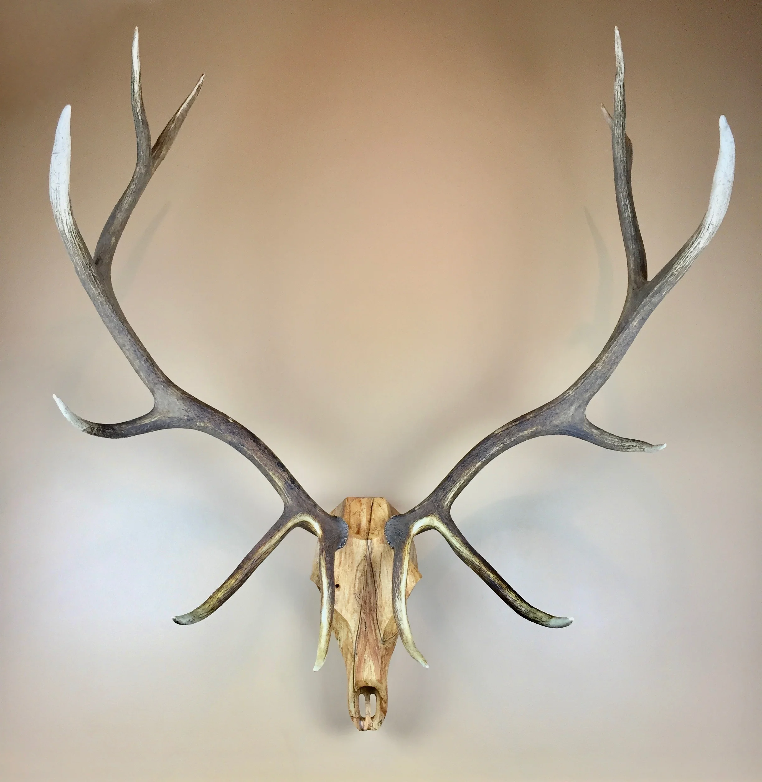spalted maple elk