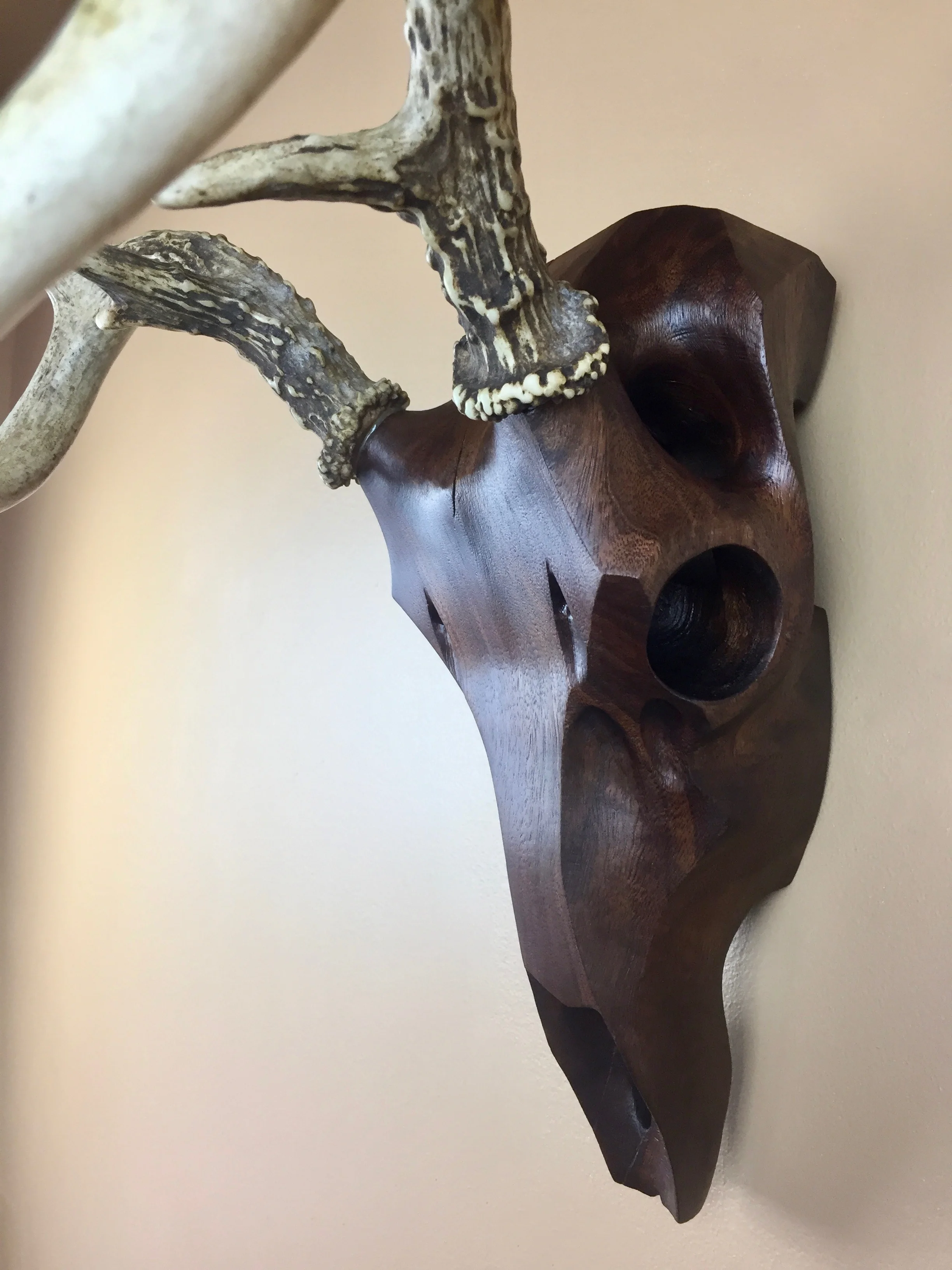 black walnut whitetail