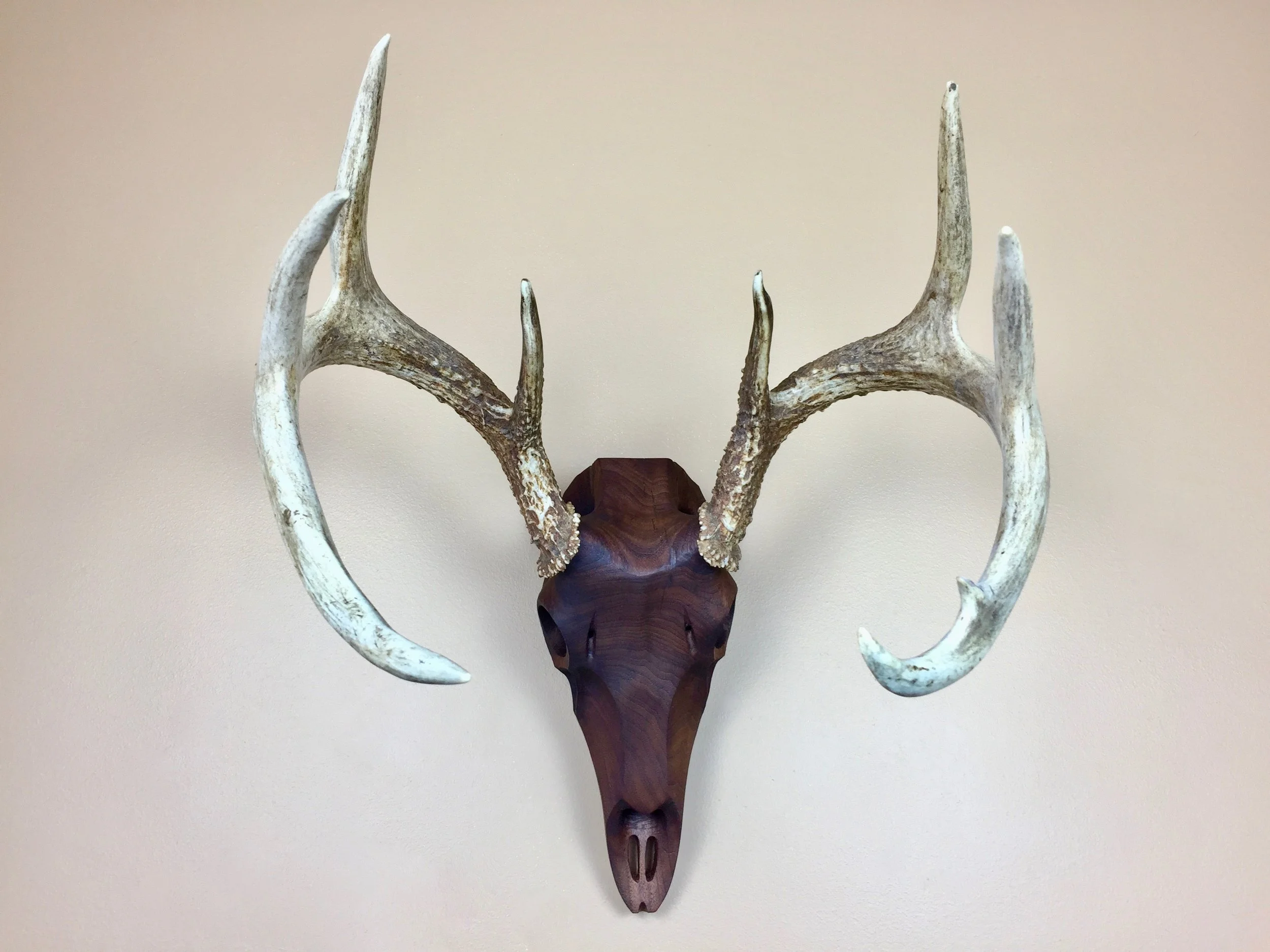 black walnut whitetail