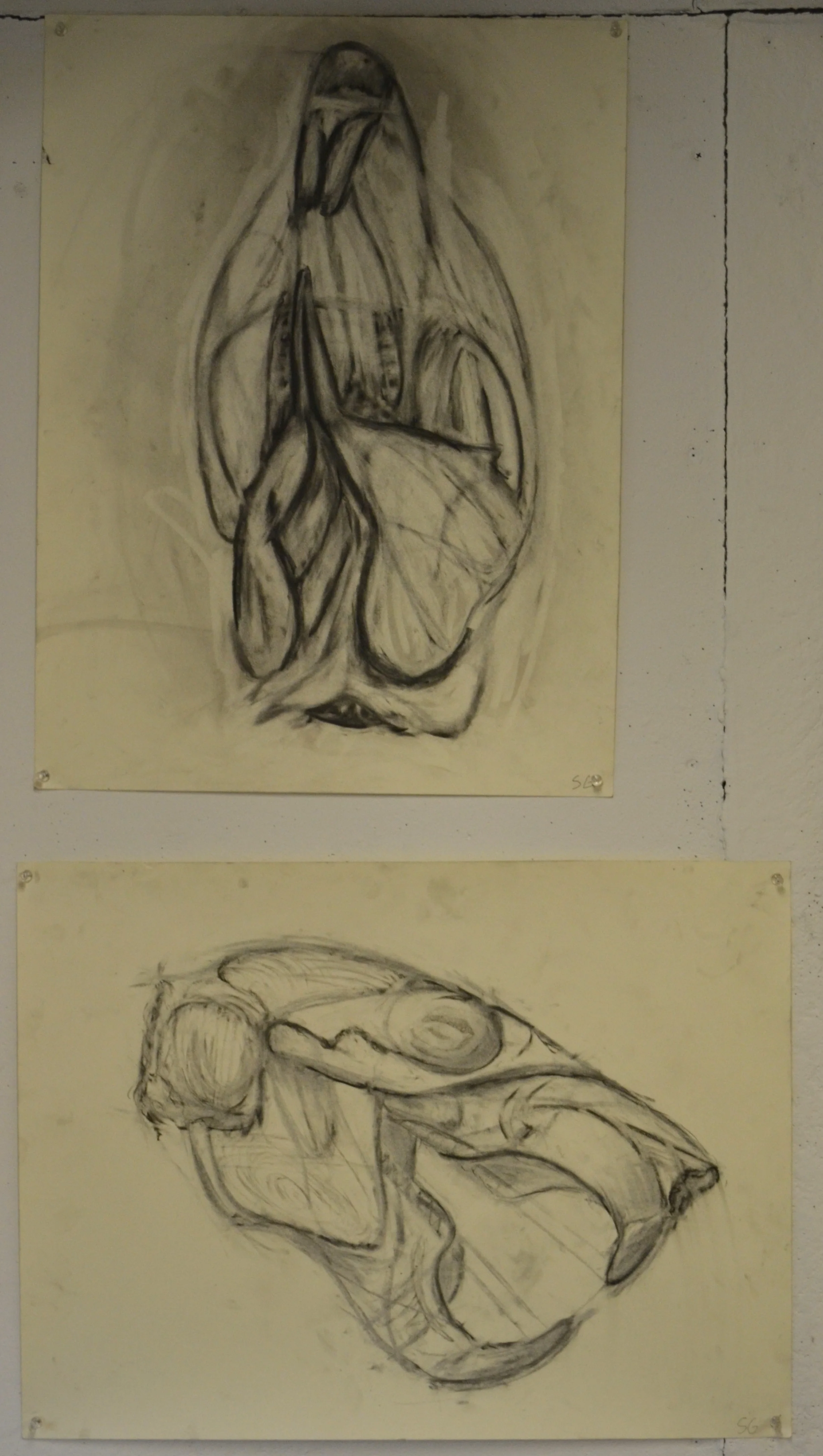 Charcoal Scull Studies