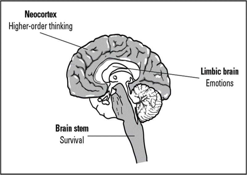 Three level brain.gif