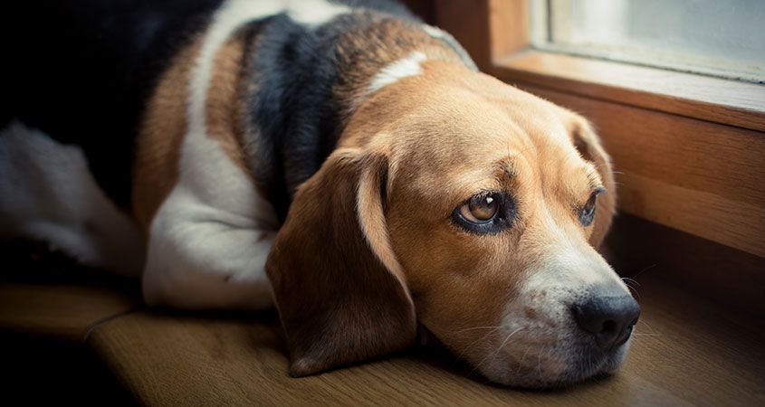 Dog-in-mourning--Helping-our-pets-cope-with-loss.jpg