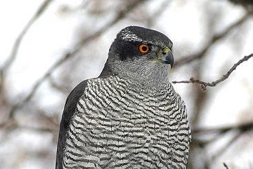 367px-Northern_Goshawk_ad_M2.jpg
