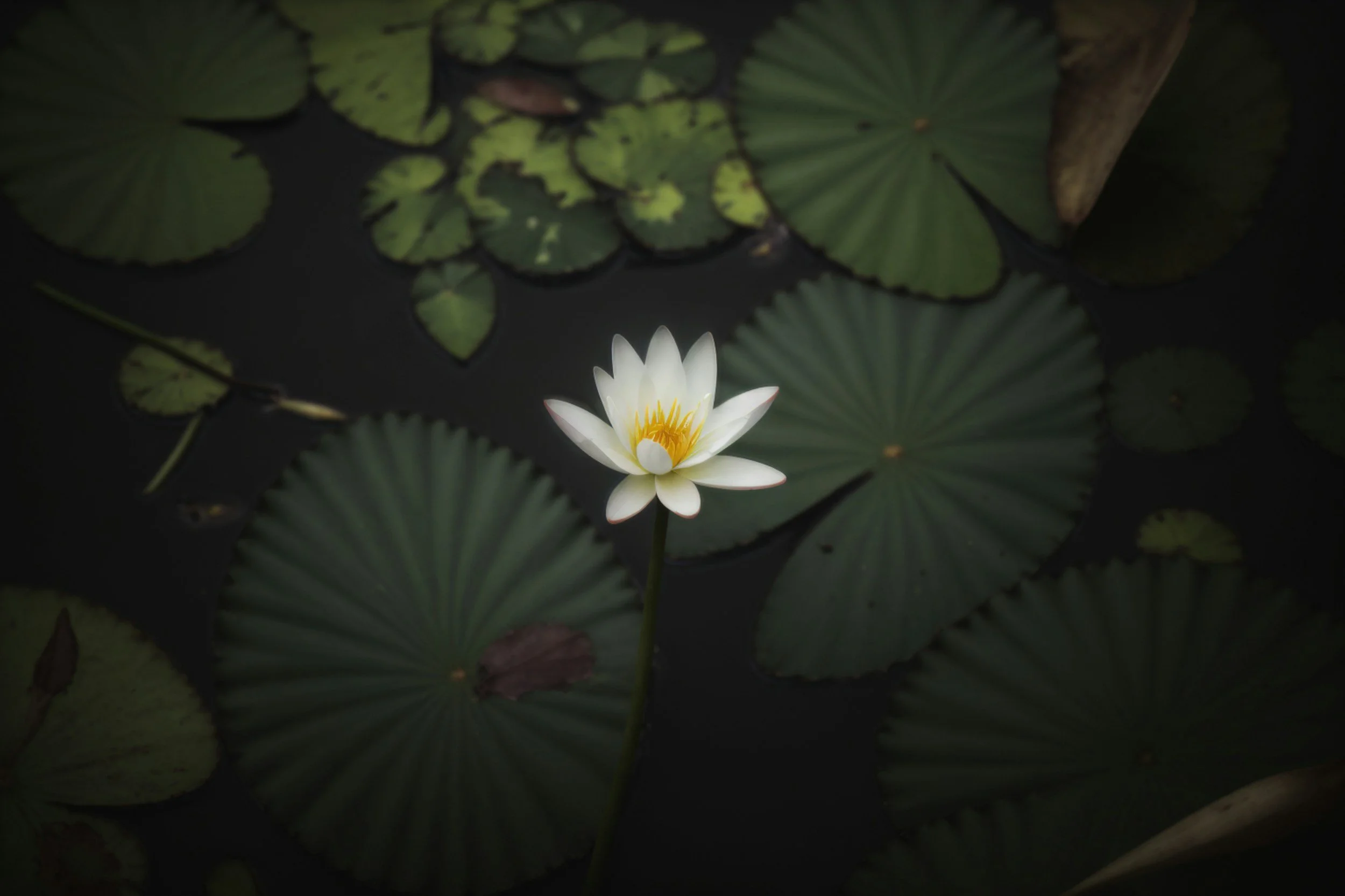 Grief Walk &amp; Write